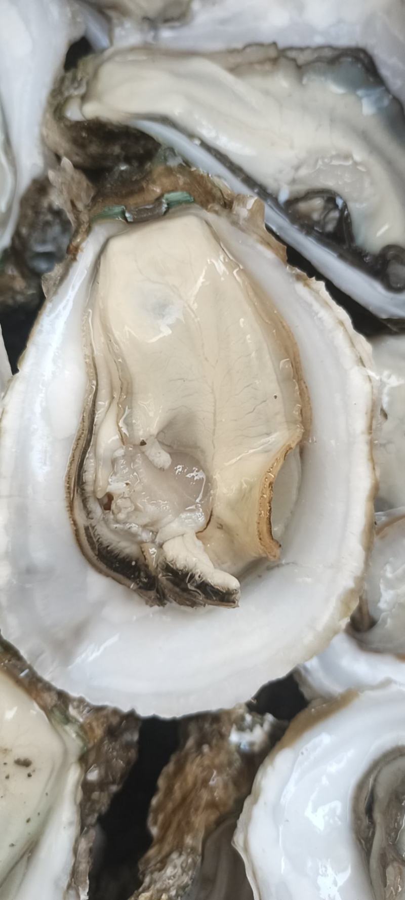 湛江生蚝全国发货