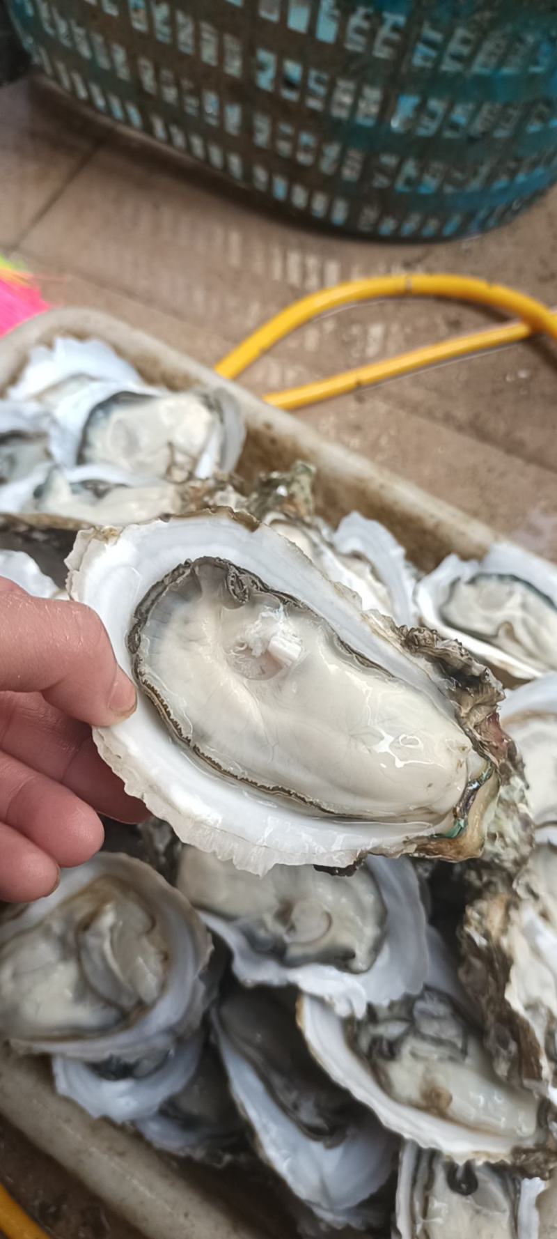 湛江生蚝全国发货