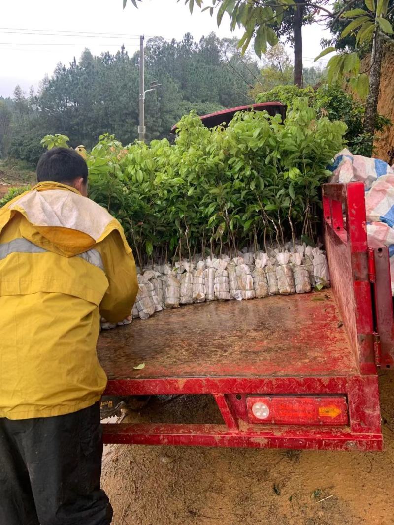 增城仙进奉荔枝嫁接树苗阳台庭院楼顶均可种植