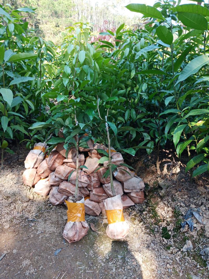 增城仙进奉荔枝嫁接树苗阳台庭院楼顶均可种植