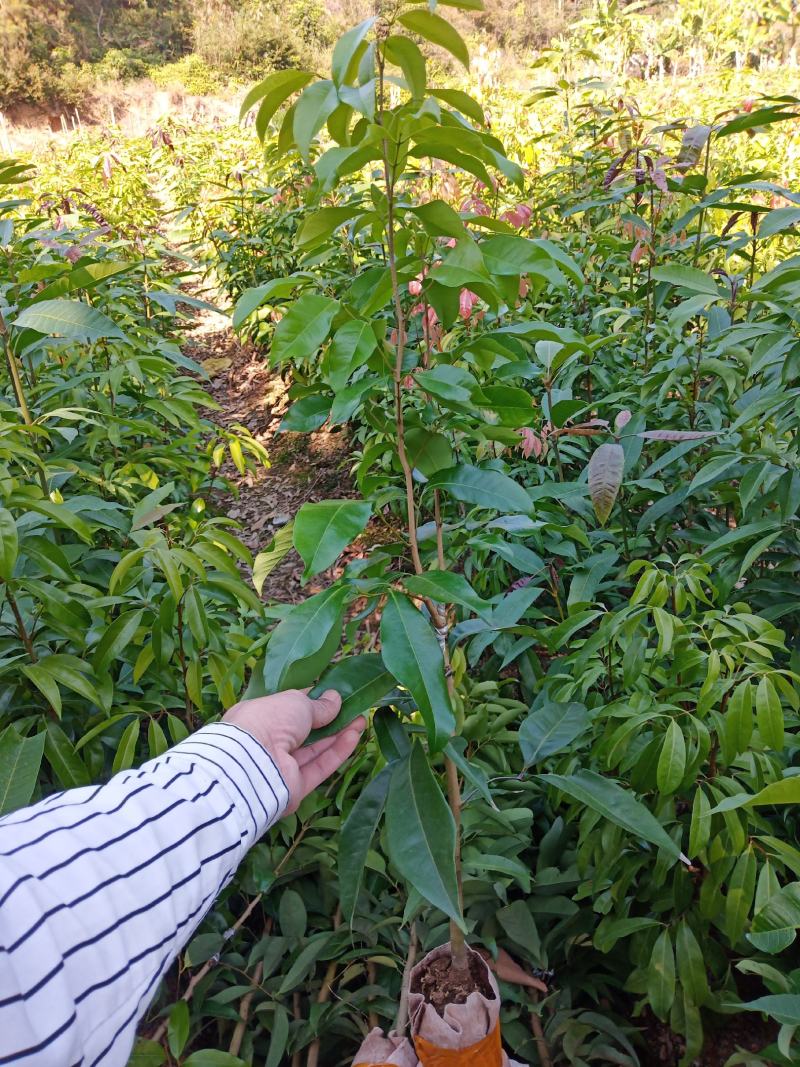 增城仙进奉荔枝嫁接树苗阳台庭院楼顶均可种植