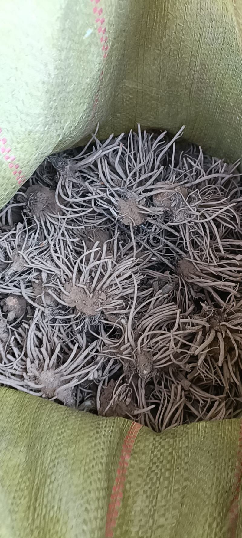 纯种北苍术苗
