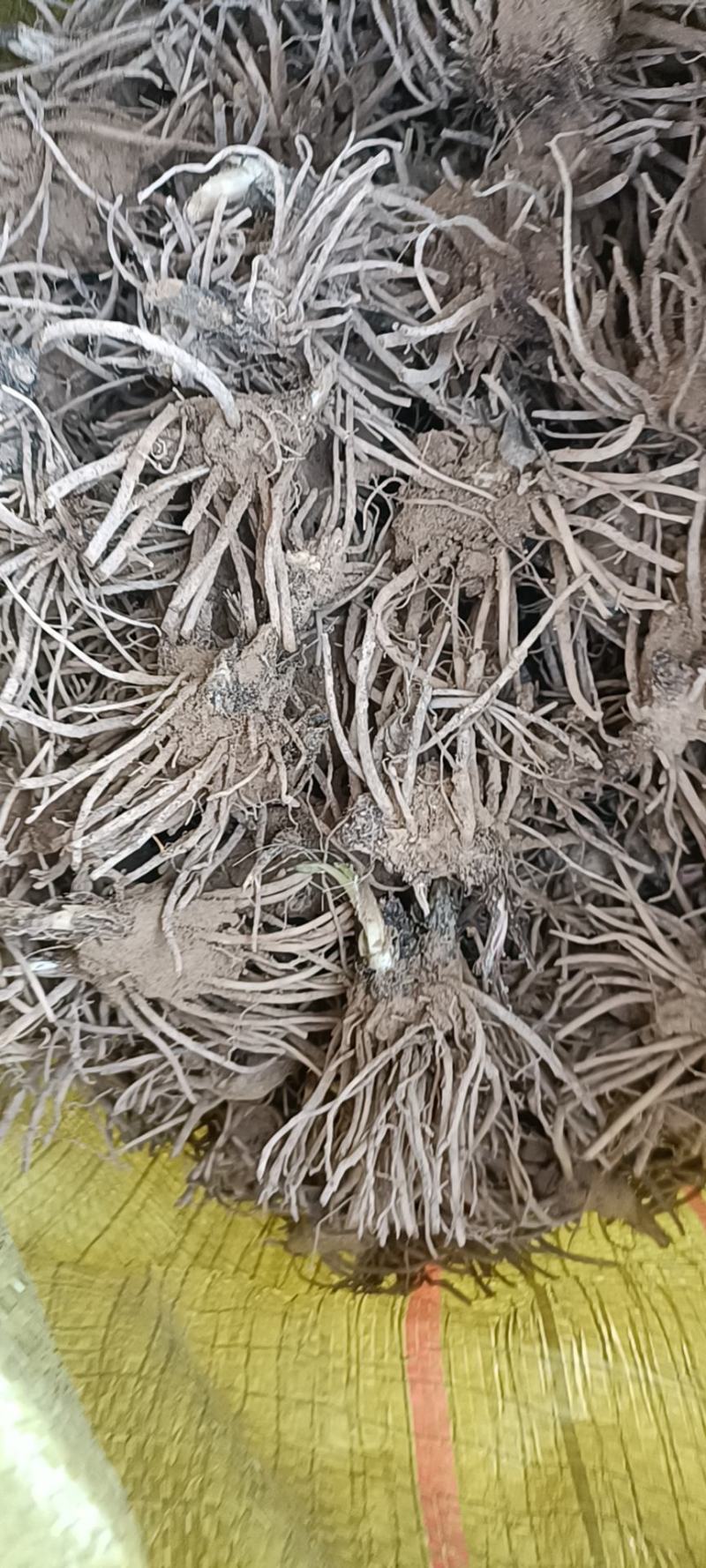 纯种北苍术苗