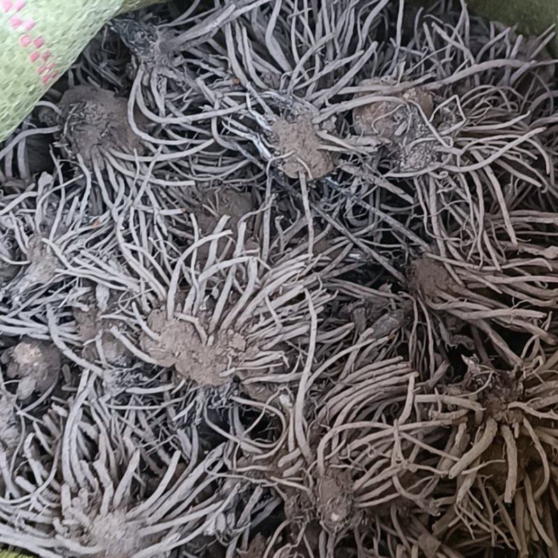 纯种北苍术苗