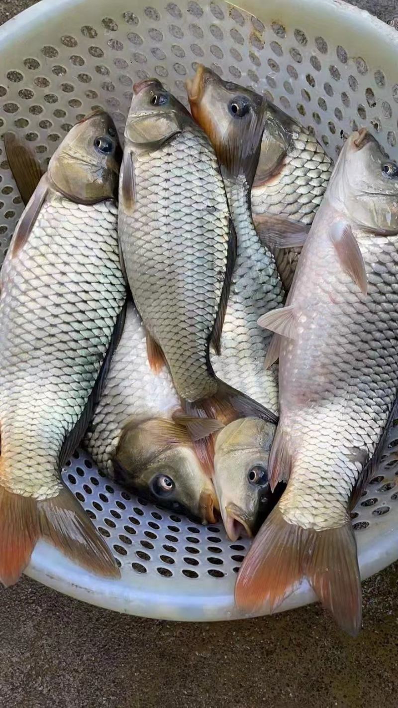 红尾鲤鱼，个大品质优良，存活率高需要的老板联系