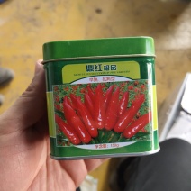 鼎红品朝天椒种子产量高辣度高抗病耐重茬早熟1500斤引进