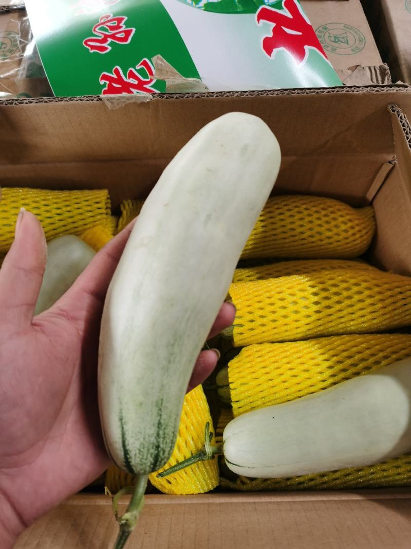 精品博洋61羊角蜜甜瓜，产地直供，已经上市，欢迎采购