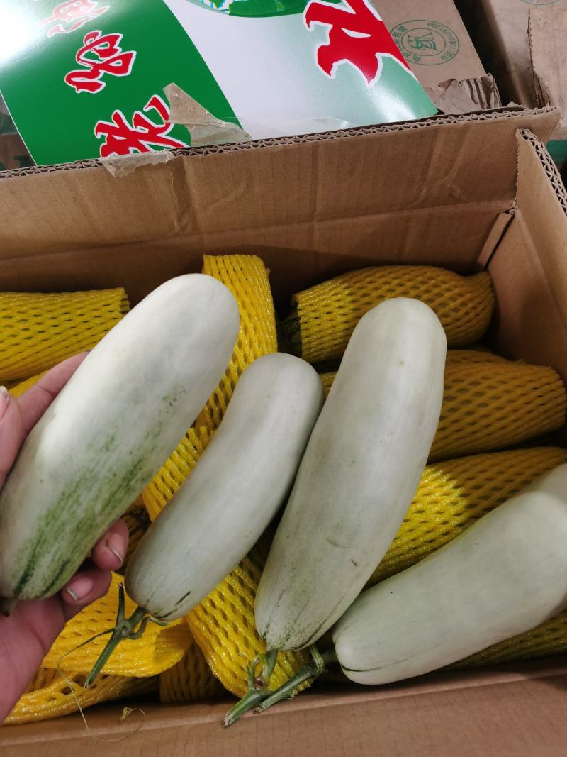精品博洋61羊角蜜甜瓜，产地直供，已经上市，欢迎采购