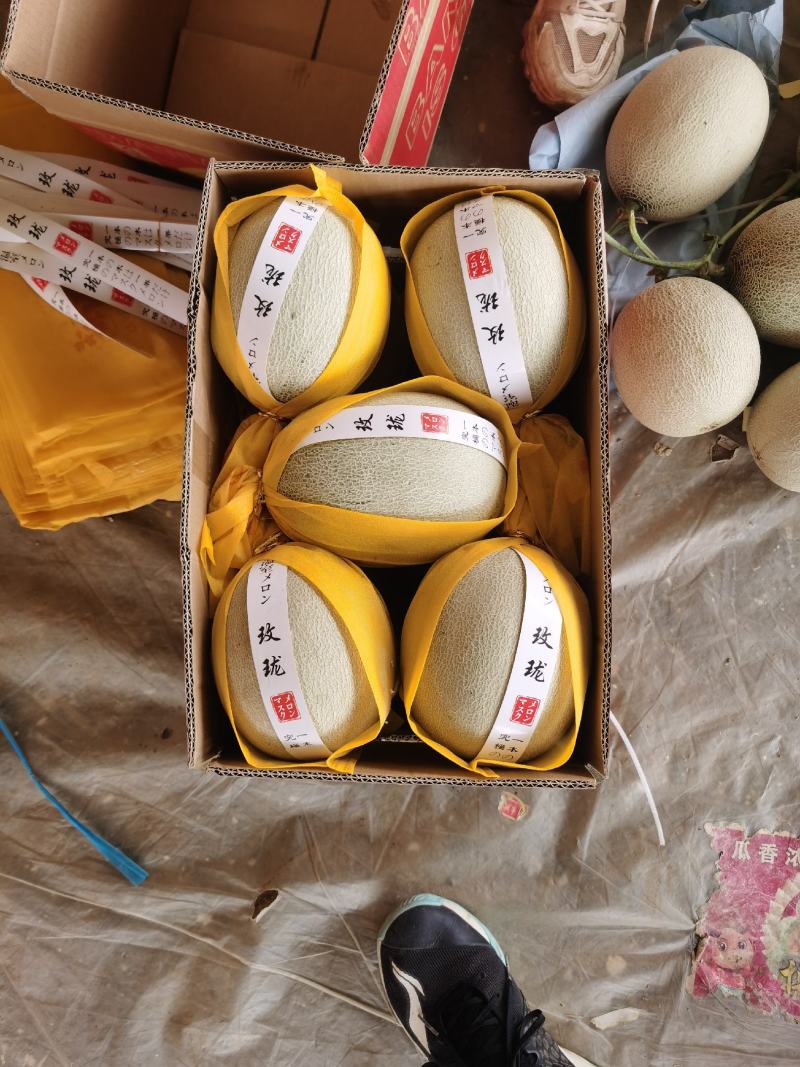 鲁厚田，玫珑甜瓜，产地直供，进口包装，欢迎合作，