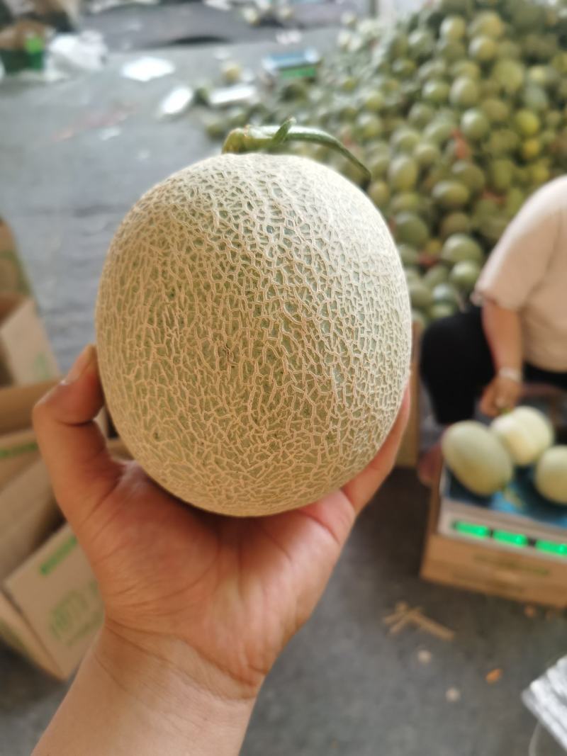鲁厚田，玫珑甜瓜，产地直供，进口包装，欢迎合作，