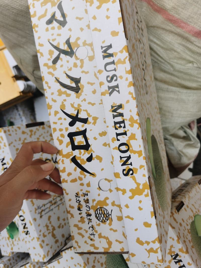 鲁厚田，玫珑甜瓜，产地直供，进口包装，欢迎合作，
