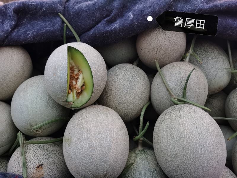 鲁厚田，玫珑甜瓜，产地直供，进口包装，欢迎合作，