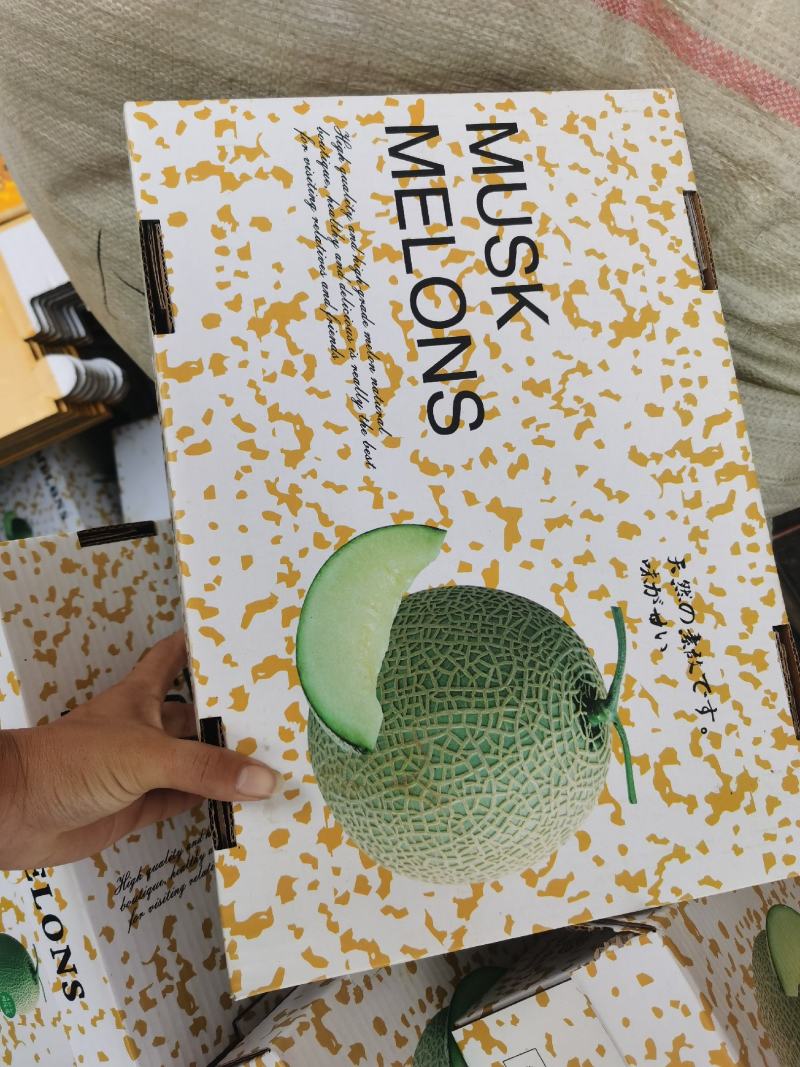 鲁厚田，玫珑甜瓜，产地直供，进口包装，欢迎合作，