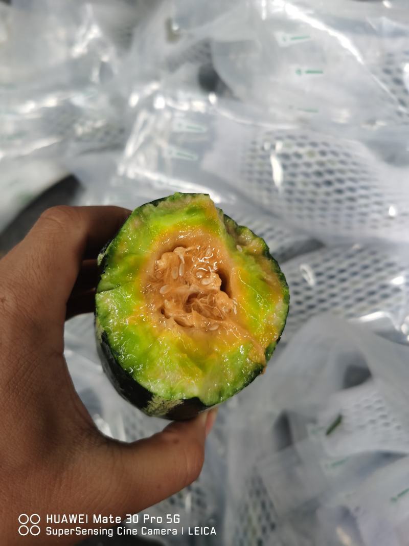 精品博洋9号，产地直供，大量甜瓜香瓜已经上市，欢迎采购