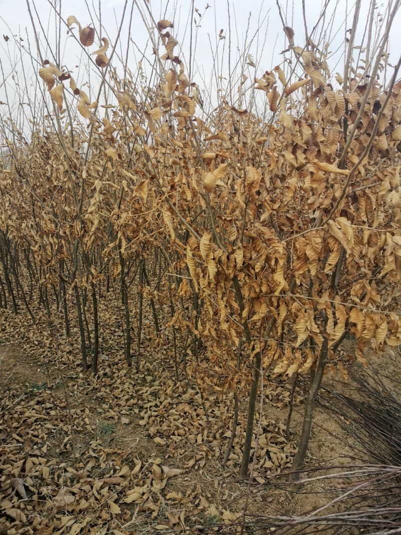 泰山板栗树（1.5～7公分）