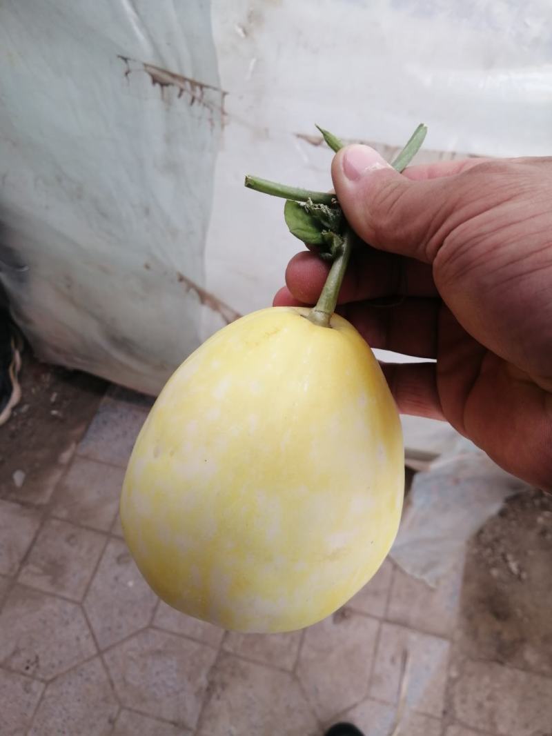 博洋系列:星甜二四，绿宝，花蕾脆甜可口产地现摘欢迎选购！