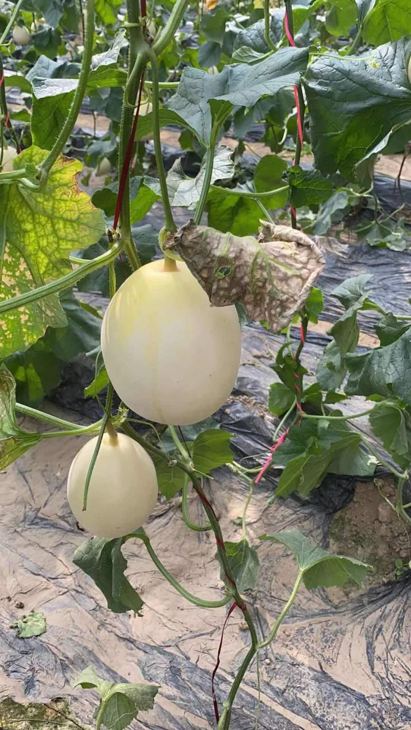 博洋系列:星甜二四，绿宝，花蕾脆甜可口产地现摘欢迎选购！