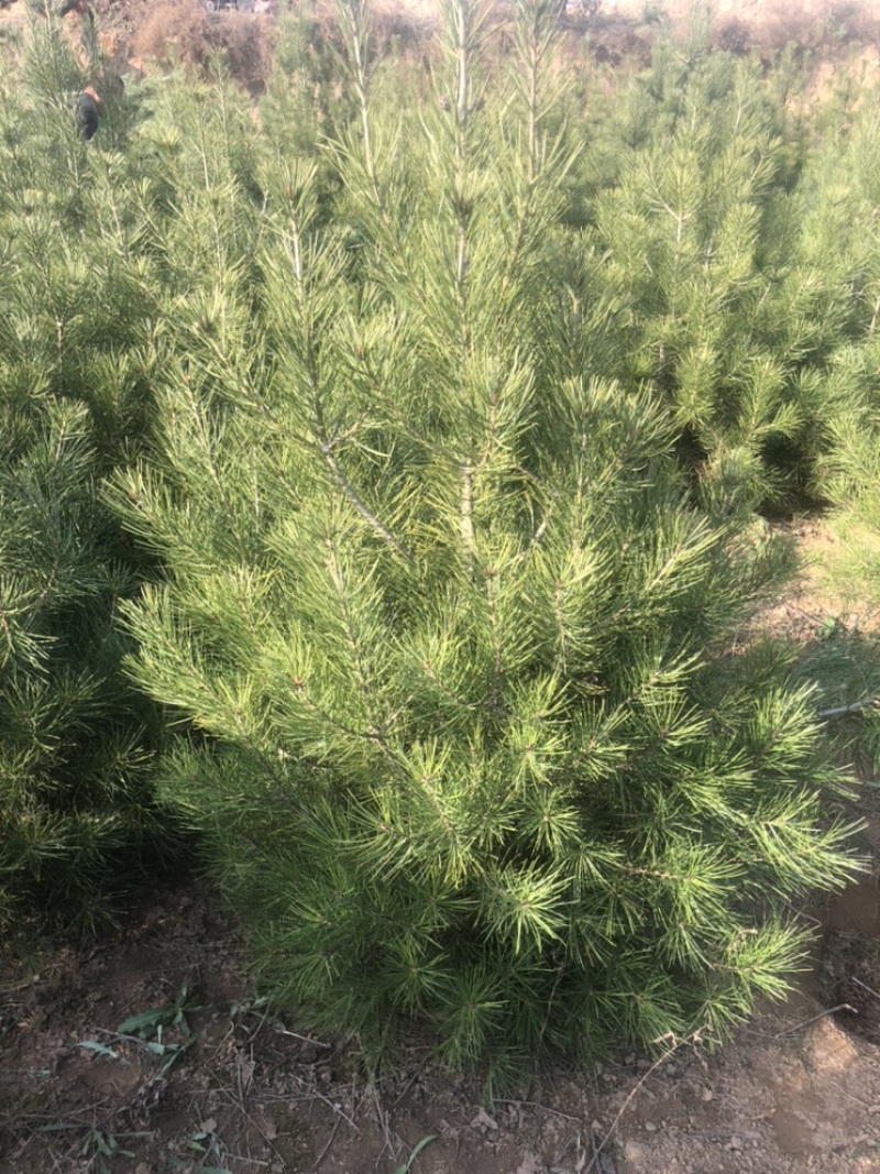 1米白皮松