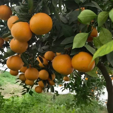 新品种爱媛68黄美人苗，品种纯正，假一赔十。苗圃基地直销