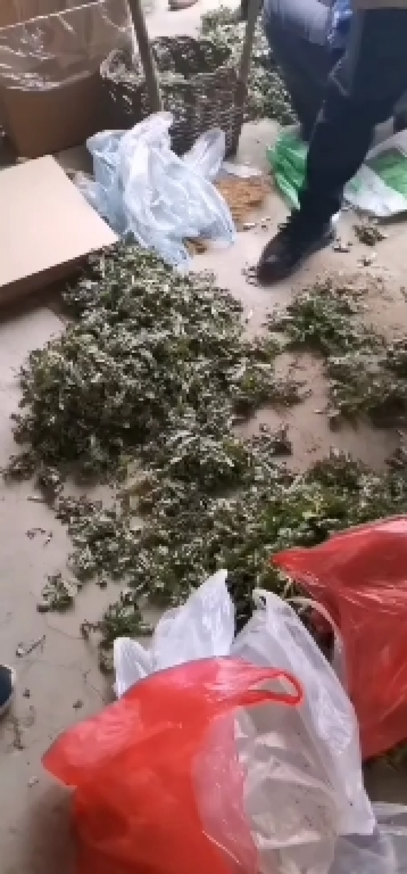 野生，苦菜，苦蝶子，蒲公英，小根蒜，新鲜美味，新鲜苦菜美