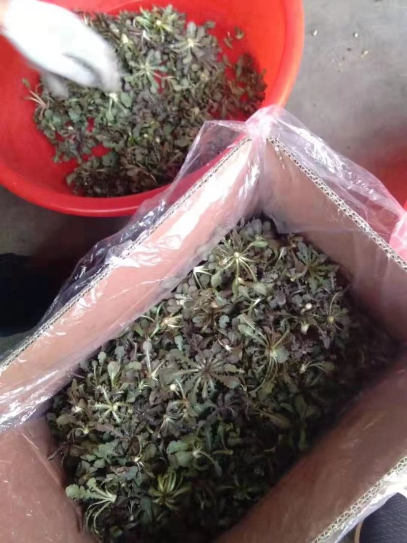 野生，苦菜，苦蝶子，蒲公英，小根蒜，新鲜美味，新鲜苦菜美