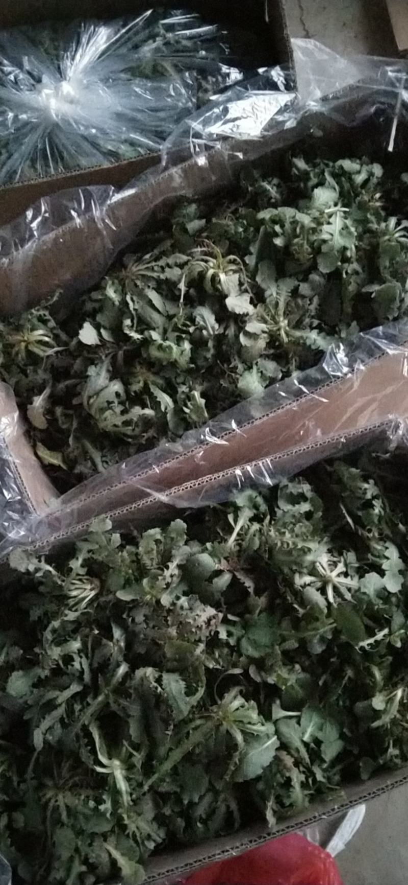 野生，苦菜，苦蝶子，蒲公英，小根蒜，新鲜美味，新鲜苦菜美