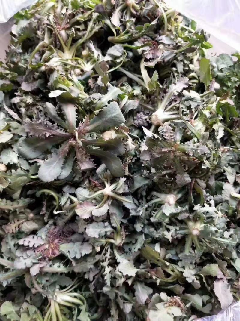 野生，苦菜，苦蝶子，蒲公英，小根蒜，新鲜美味，新鲜苦菜美