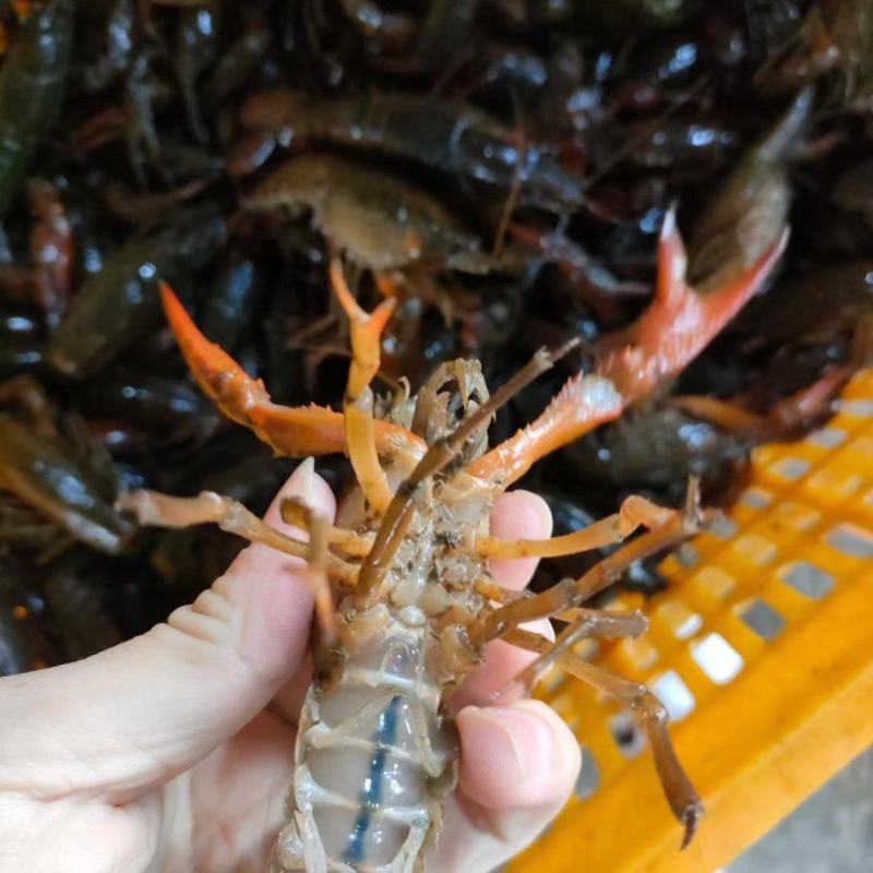 小龙虾基地直供，品质保证，欢迎下单洽谈。（下单请先咨询）