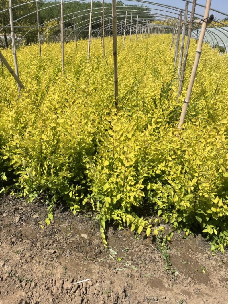 金叶榆8~10cm河北苗圃金叶榆基地，就是价格低
