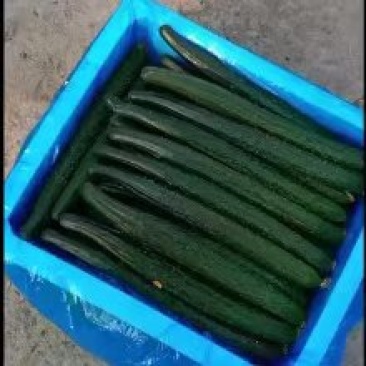 夏邑益农合作社基地种植密刺油亮黄瓜保质保量货源充