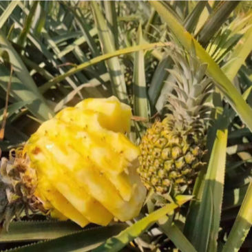 菠萝