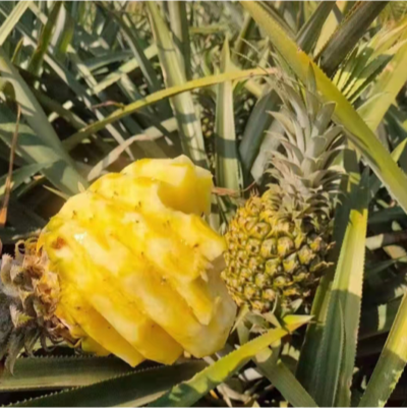 菠萝