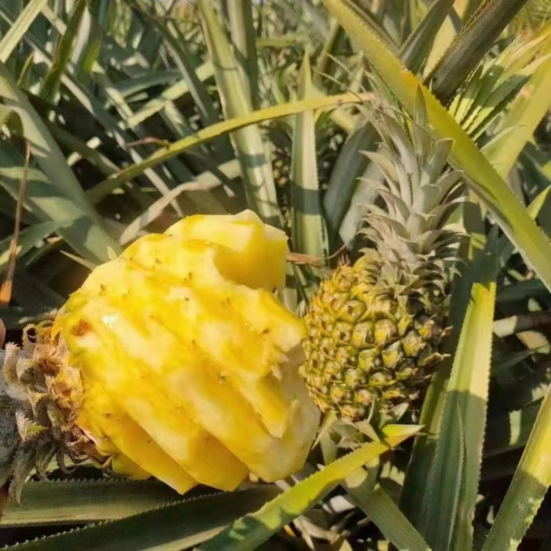 菠萝