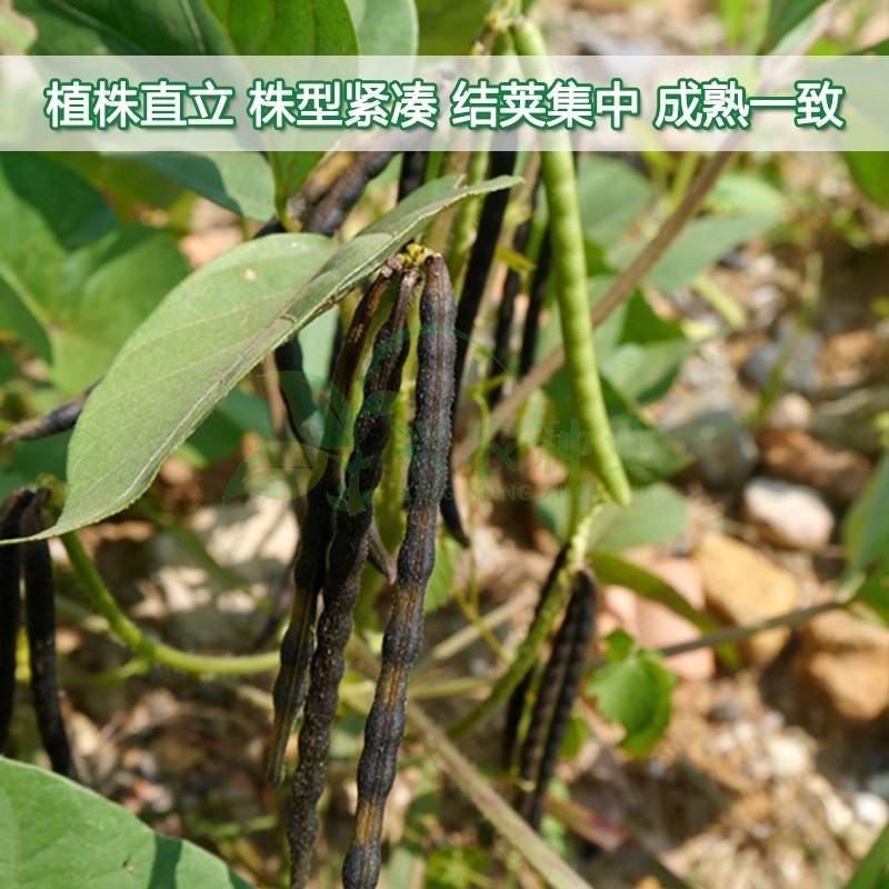 绿丰绿豆种子50克，极早熟，成熟一致不炸荚，