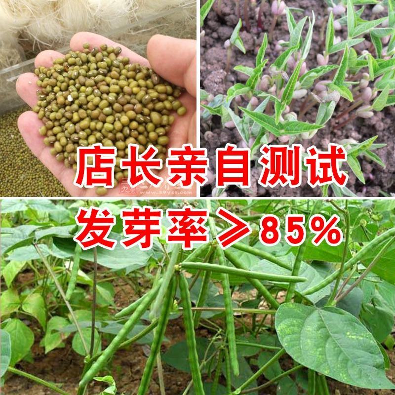 中绿十号绿豆种子50克，耐旱耐高温成熟一致不炸荚