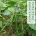 中绿十号绿豆种子50克，耐旱耐高温成熟一致不炸荚