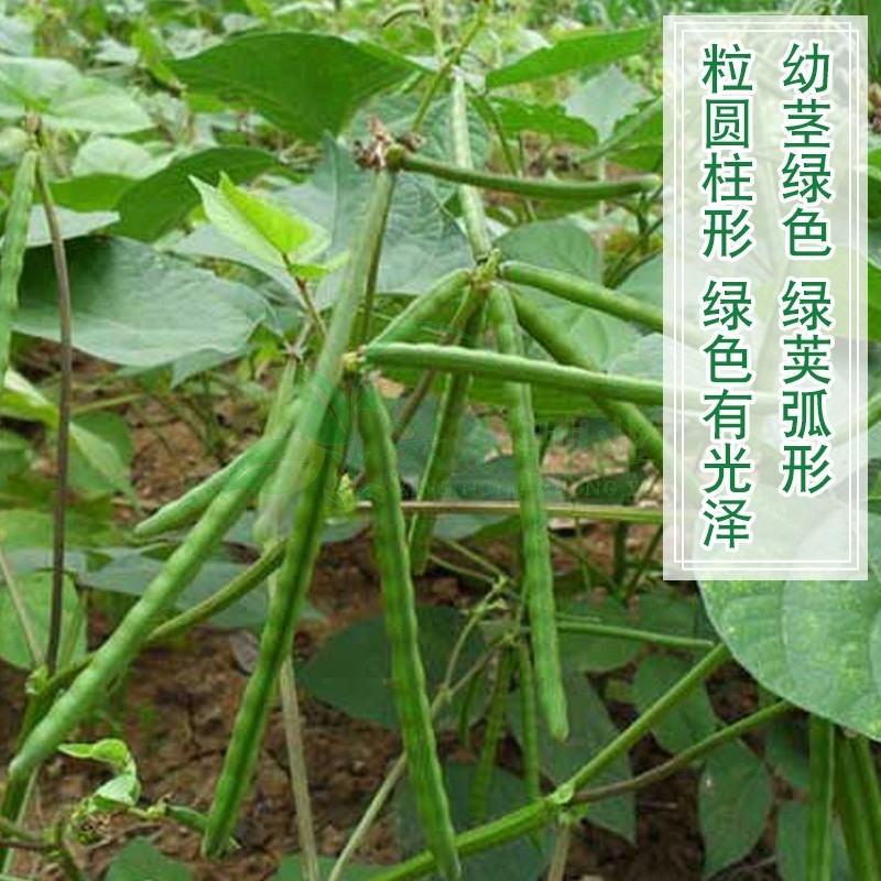 中绿十号绿豆种子50克，耐旱耐高温成熟一致不炸荚