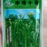 中绿十号绿豆种子50克，耐旱耐高温成熟一致不炸荚
