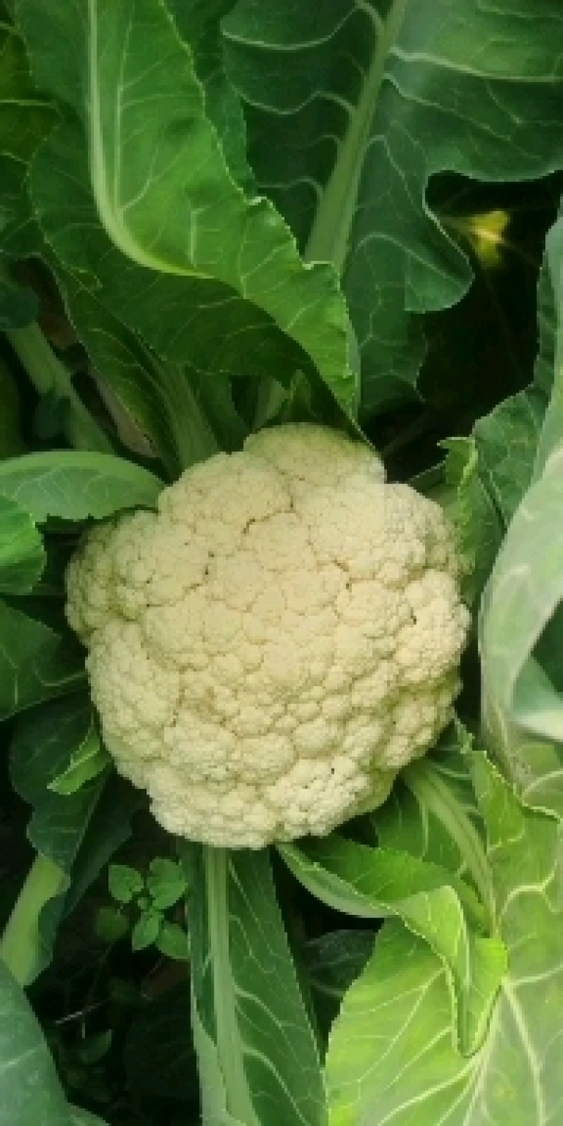 有机花菜大量上市，量大可优惠
