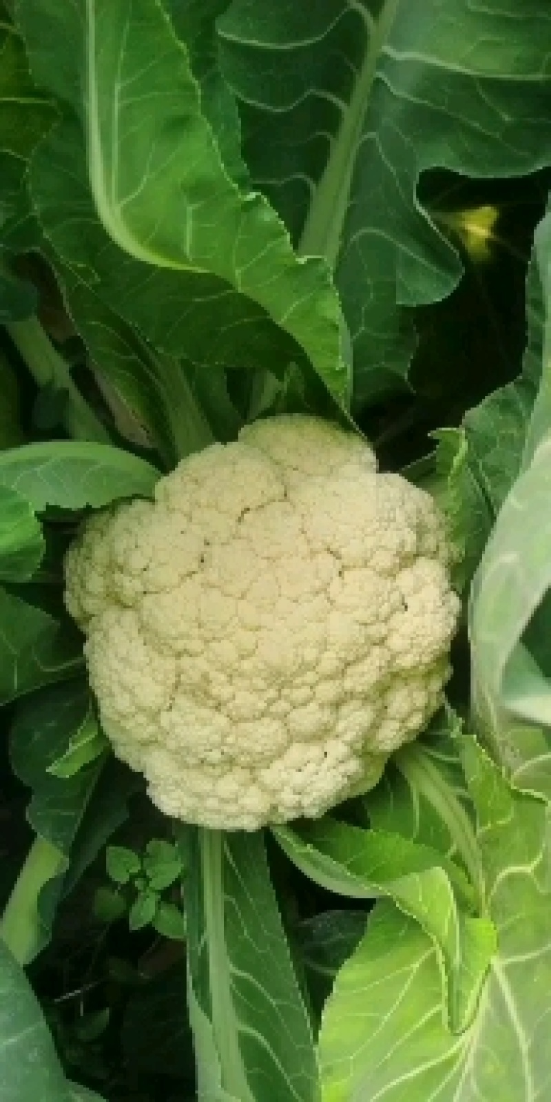 有机花菜大量上市，量大可优惠