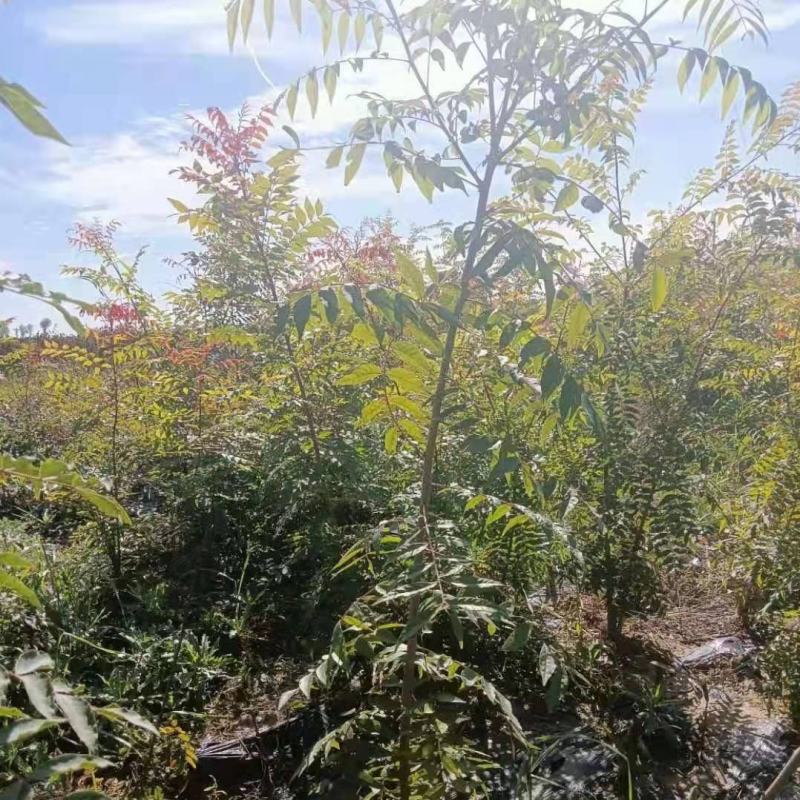 黄连木树苗