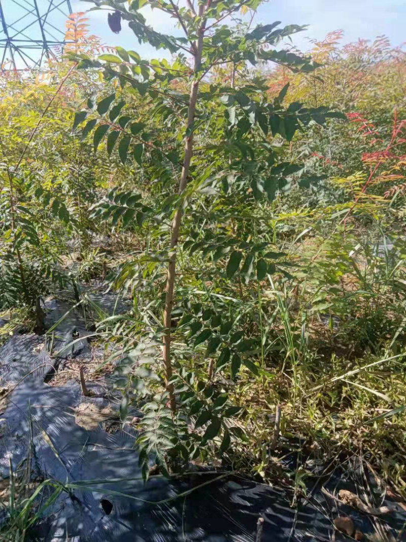 黄连木树苗