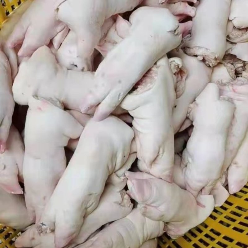 母猪前后猪蹄带筋