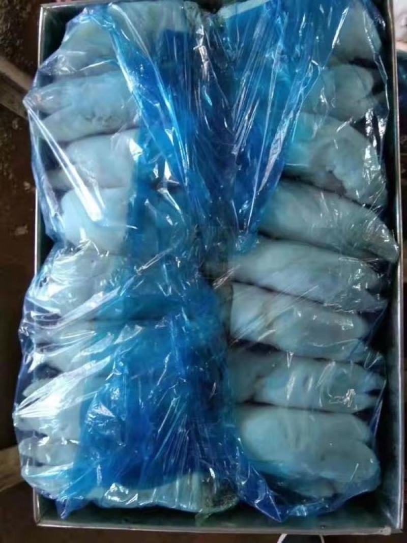 母猪前后猪蹄带筋