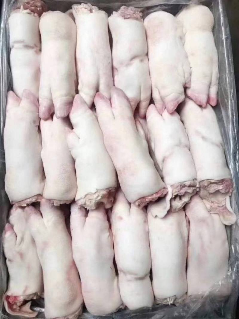 母猪前后猪蹄带筋