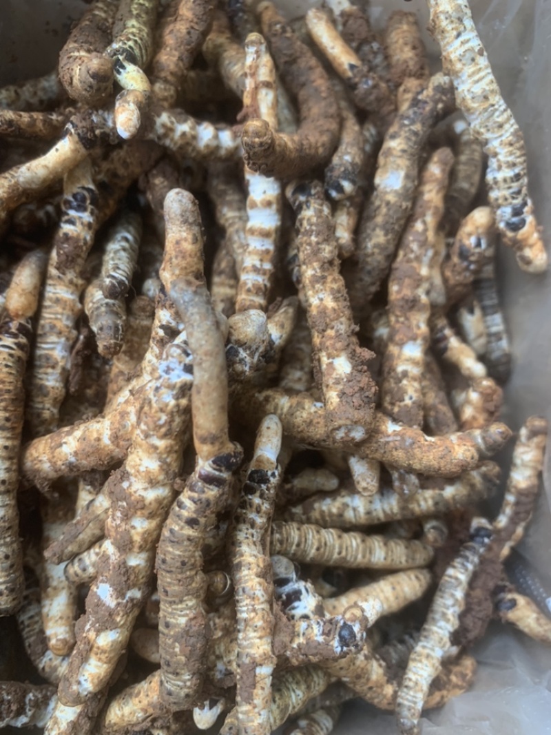 亚香棒虫草
