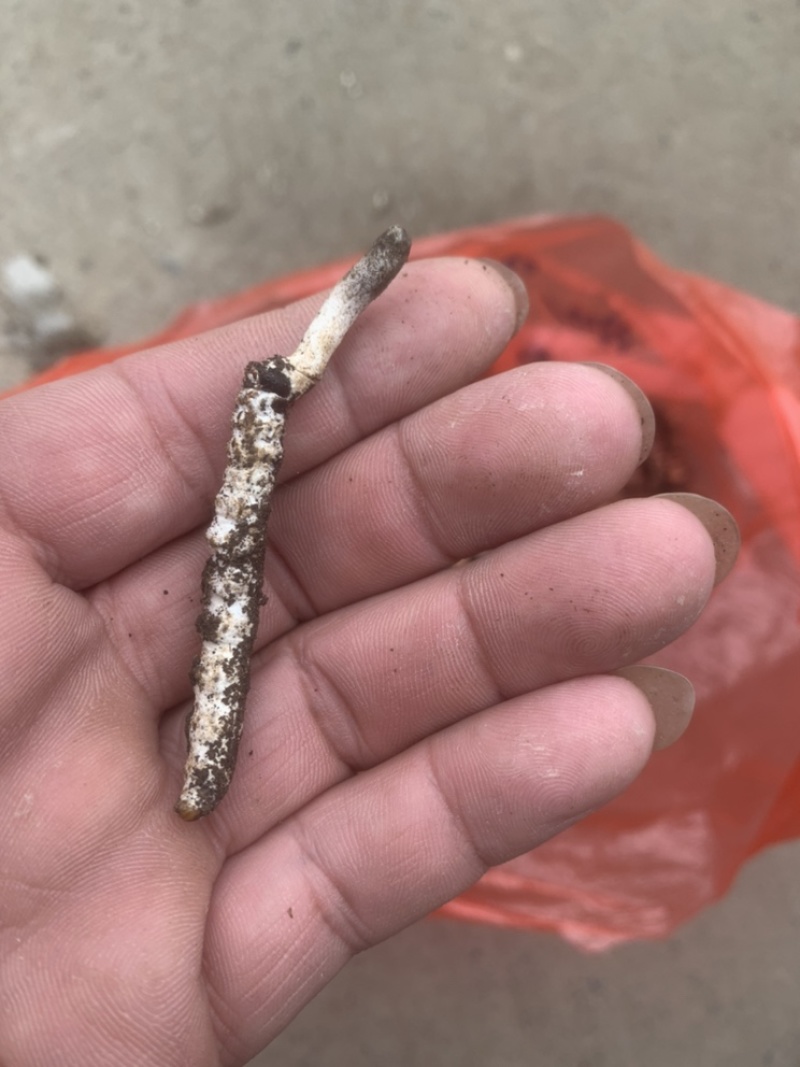 亚香棒虫草
