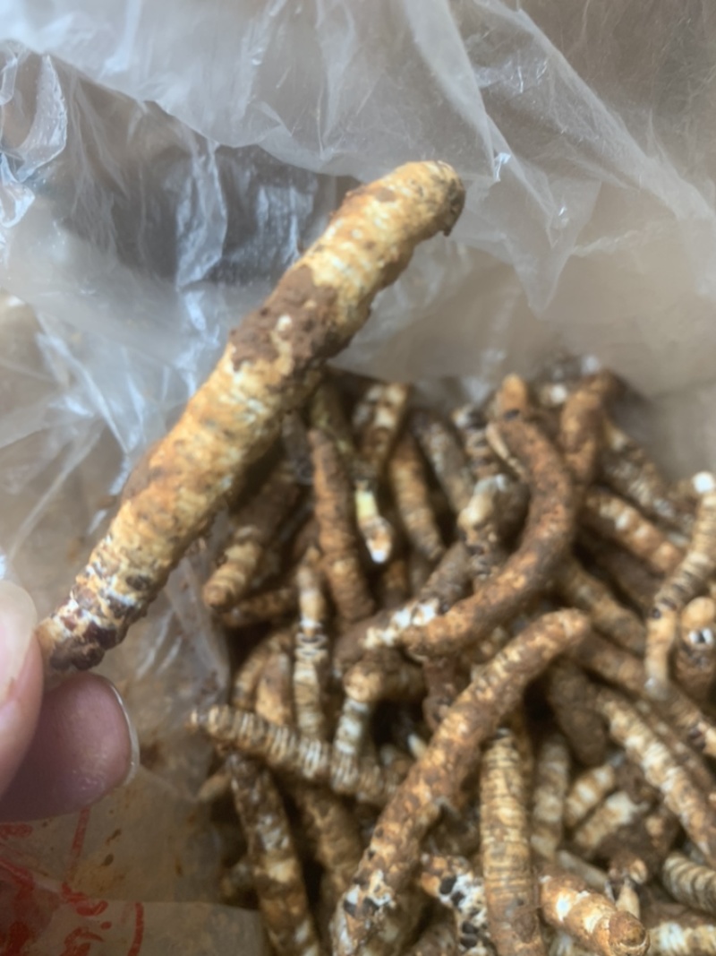 亚香棒虫草