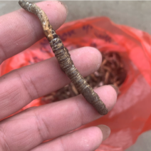 亚香棒虫草