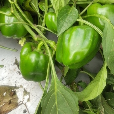 圆椒，西椒，菜椒